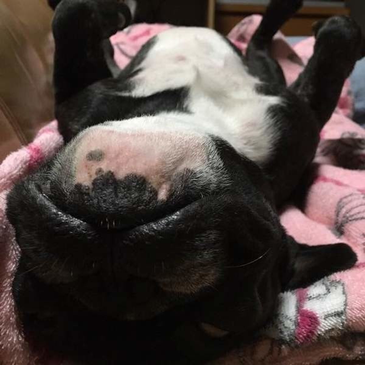 成犬期後半の困りごとランキング 3才以降の困りごと トップ5は いぬのきもちweb Magazine 成犬期後半の困りごとランキング 3才以降の困りごと トップ5は いぬのきもちweb Magazine