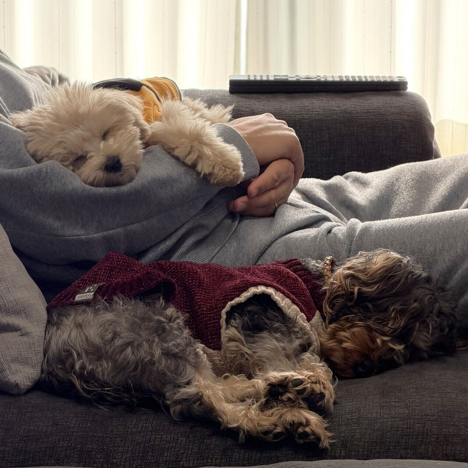 「大好きなパパにひっついて寝るのが日常」だという2頭　手前にいるのが先住犬のクレマちゃん