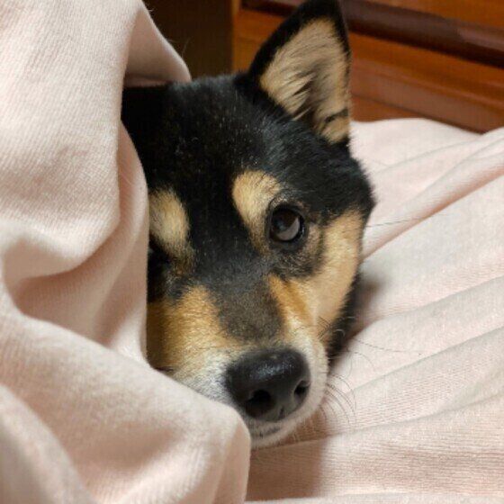 布団に隠れている柴犬