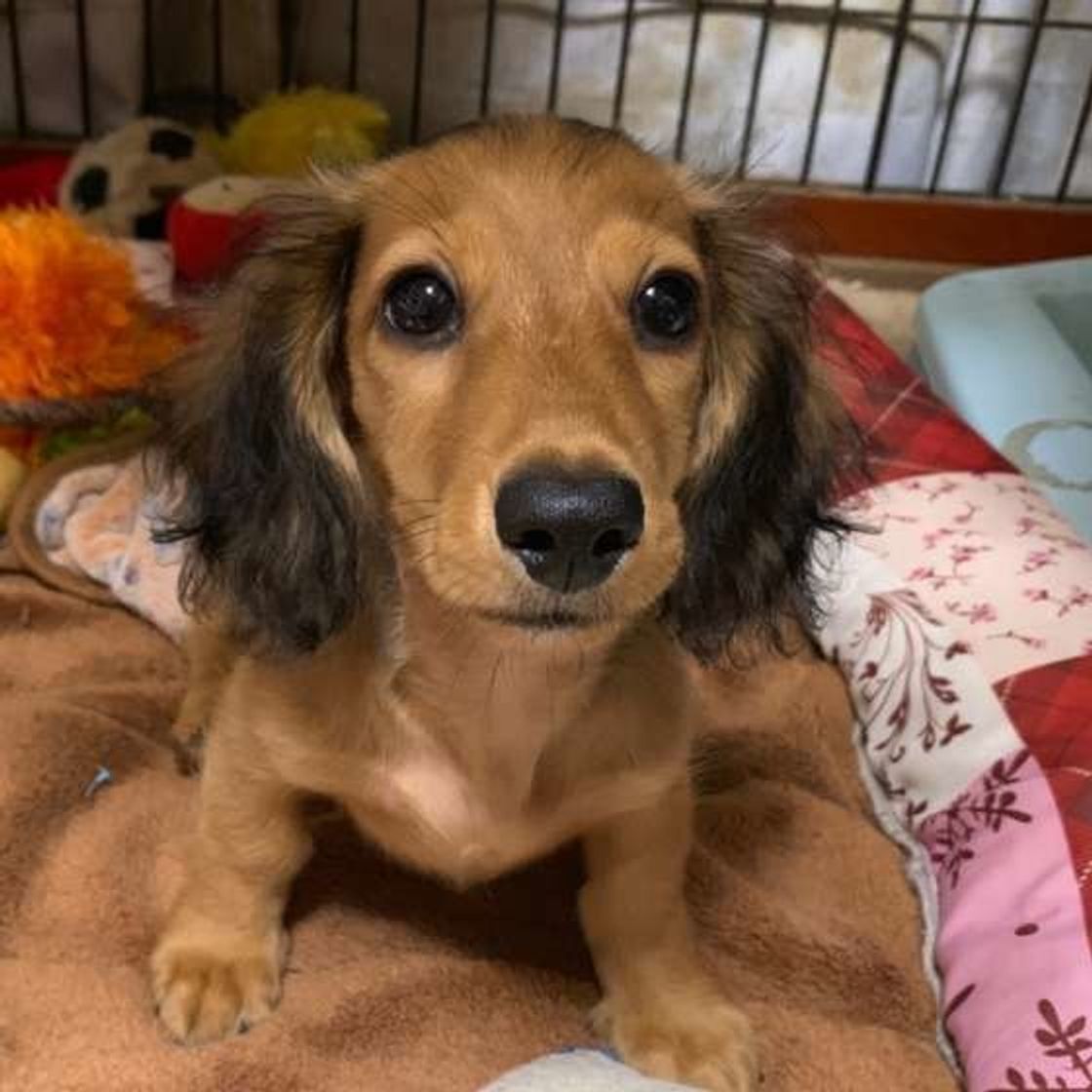 飼い主さんのことが大好き な犬が見せる2つの行動 いぬのきもちweb Magazine 飼い主さんのことが大好き な犬が見せる2つの行動 いぬのきもちweb Magazine