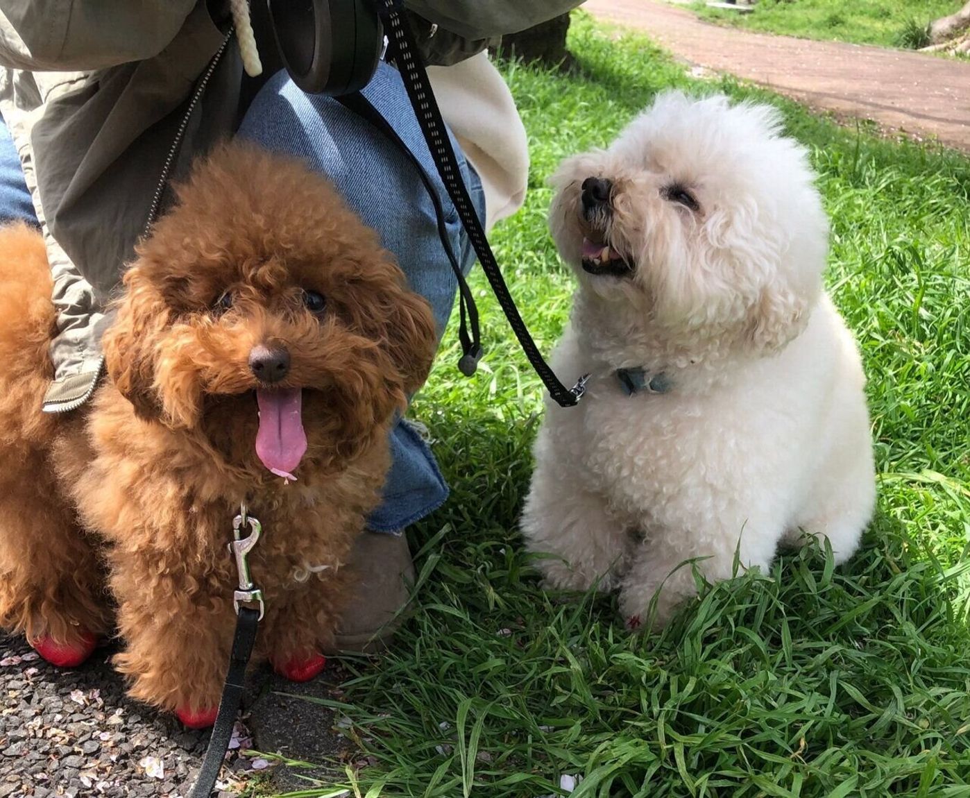 靴を履いたテコ 私が愛犬に靴を履かせる理由 連載 Djまっぴーの 犬が好きすぎて Vol 5 いぬのきもちweb Magazine 靴を履いたテコ 私が愛犬に靴を履かせる理由 連載 Djまっぴーの 犬が好きすぎて Vol 5 いぬのきもちweb Magazine