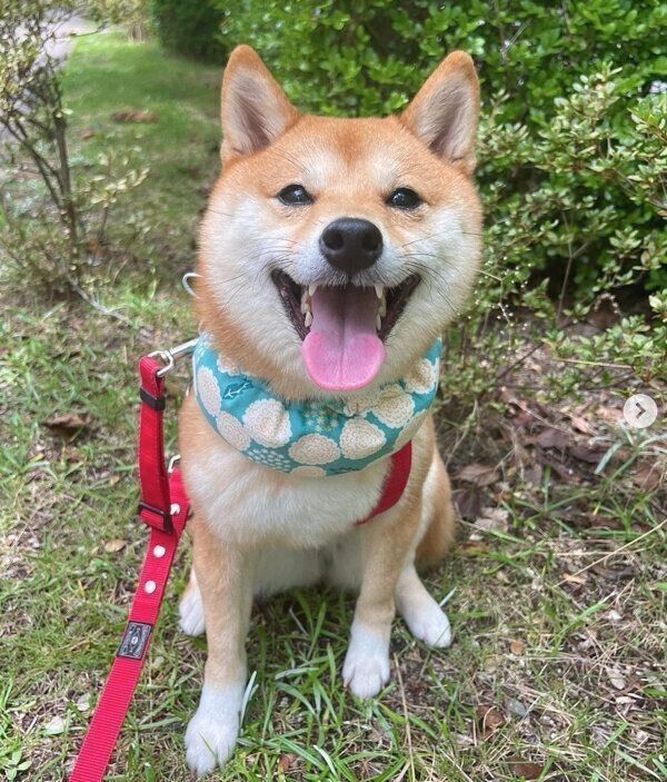 笑顔が可愛いはなちゃん