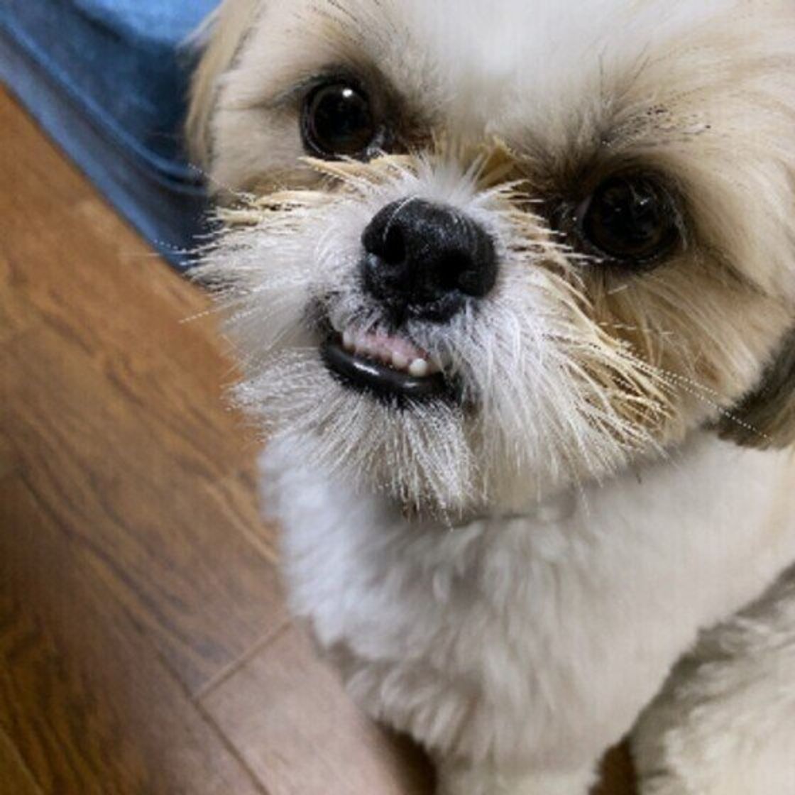 獣医師監修 犬にもやしを与えるときは注意が必要 与えるメリットとデメリットを解説 いぬのきもちweb Magazine 獣医師監修 犬にもやしを与えるときは注意が必要 与えるメリットとデメリットを解説 いぬのきもちweb Magazine
