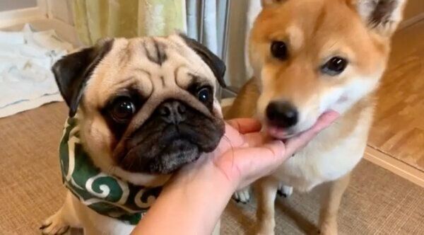 飼い主さんの手のひらにアゴ乗せするラルくんとアキちゃん