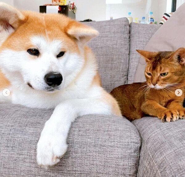 ソファでくつろぐみつきちゃん、ランサーちゃん