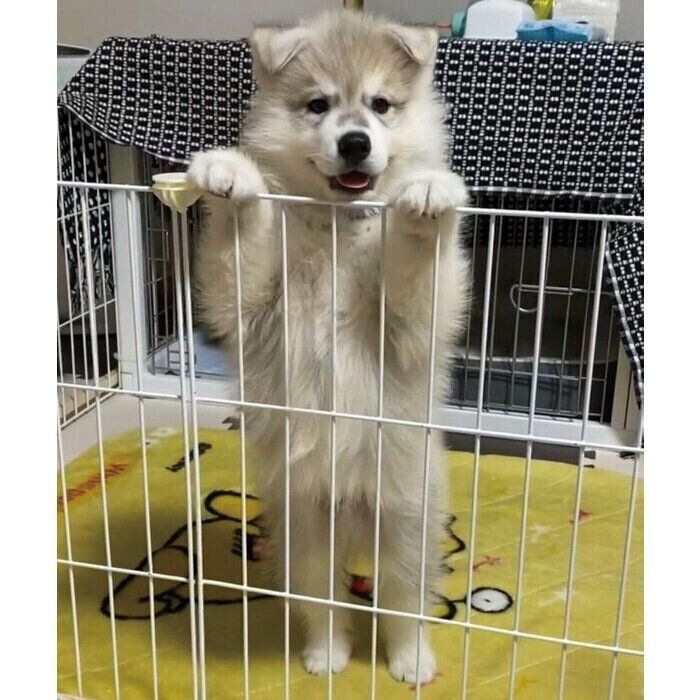 お迎え翌日に撮影した、生後2カ月の風太くん