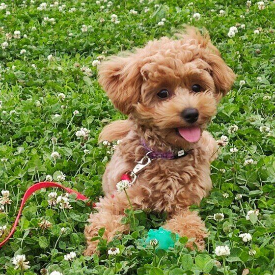 犬の急性肝炎はどんな病気?黄疸に気が付くポイントとは? いぬのきもち