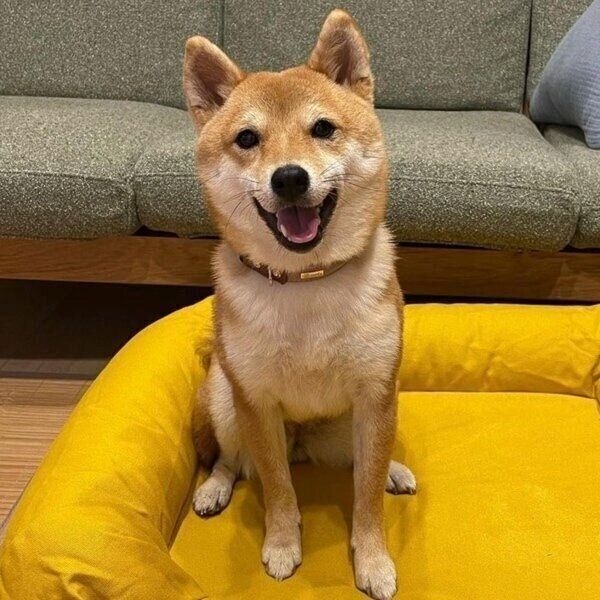 新しいベッドにご満悦のすずちゃん