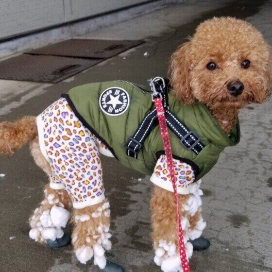 毛に雪がつくトイ・プードル