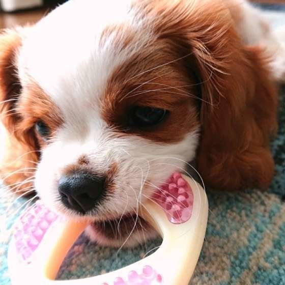 おもちゃを噛んでストレス発散！