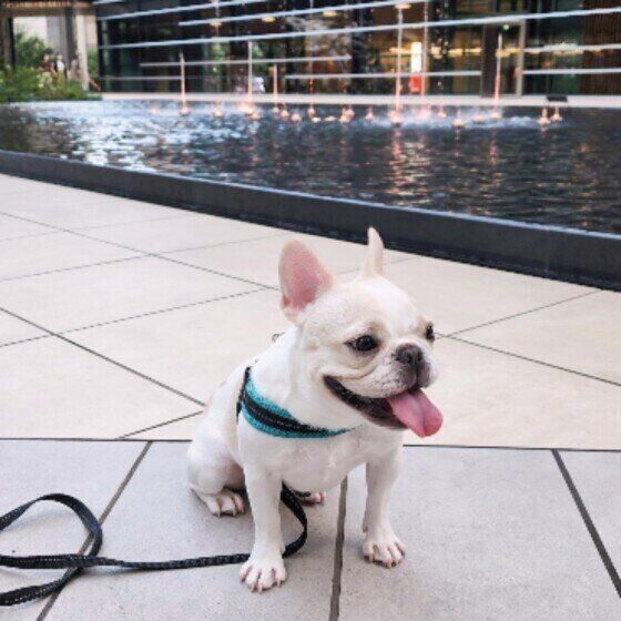 お散歩中に休憩するフレンチ・ブルドッグ