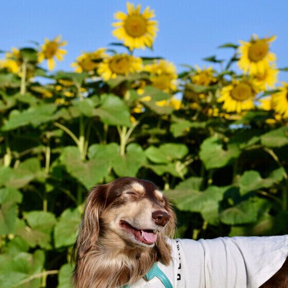 犬に氷を与えても平気？ 与える際の注意点を獣医師に聞いてみた いぬのきもち