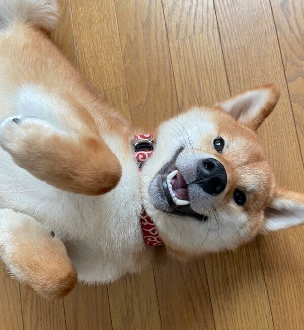 寝転がる大桜くん