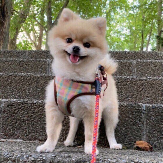 お散歩するポメラニアン