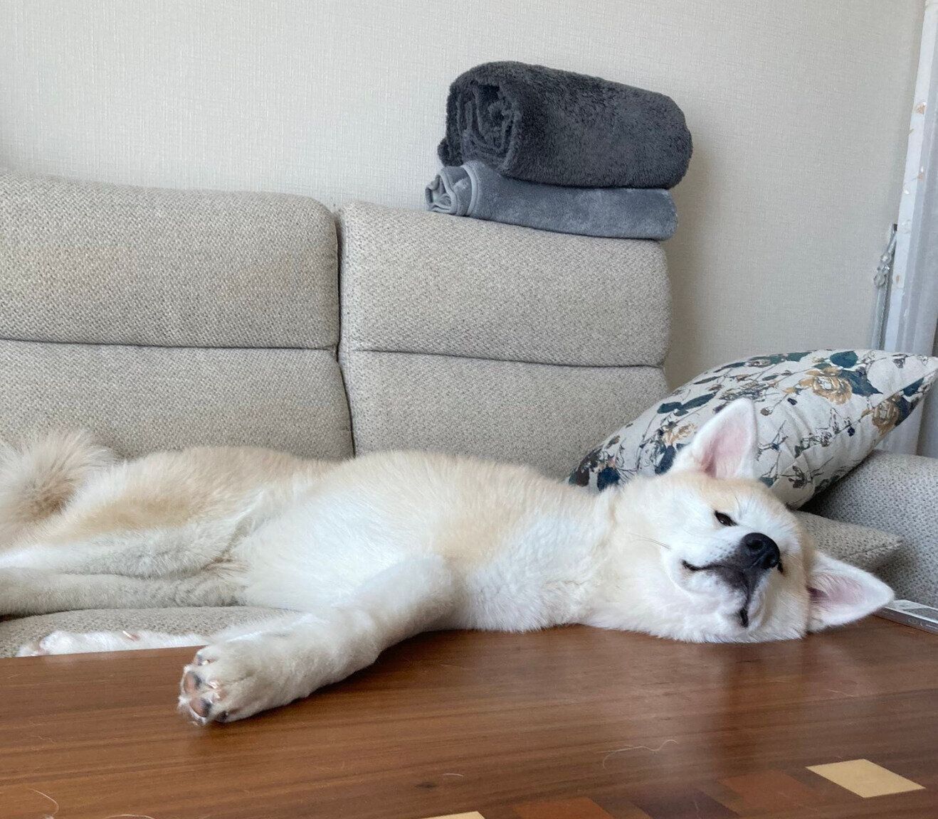 ソファでくつろぐ幸ちゃん