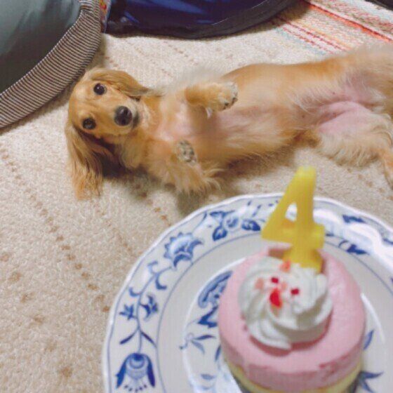 ケーキが早く食べたいミニチュア・ダックスフンド