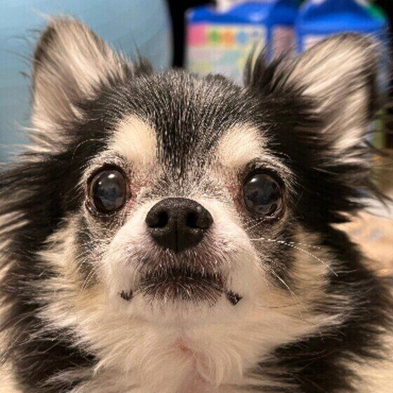 カメラ目線のチワワのうるる丸くん