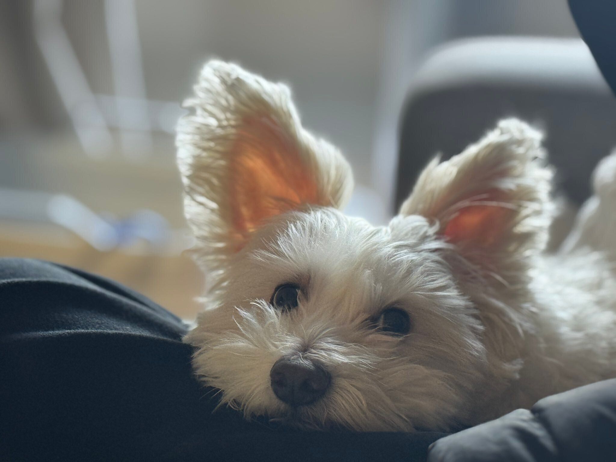 あごのせするロキくん　かわいすぎる