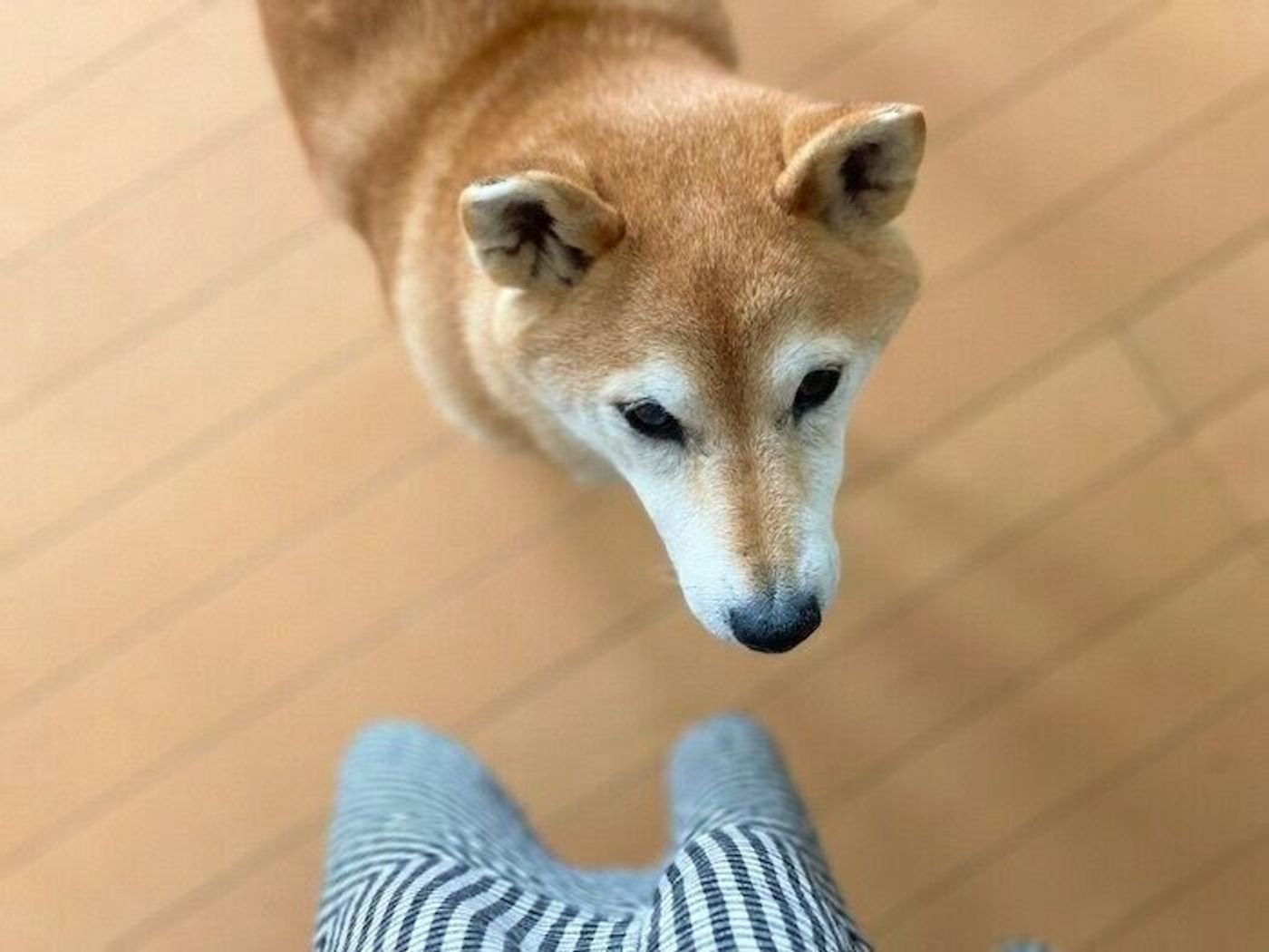 健康診断を頑張り 抱っこをせがむ柴犬マロたん 翌日にはツンがツンすぎるいつものマロたんに いぬのきもちweb Magazine 健康診断を頑張り 抱っこをせがむ柴犬マロたん 翌日にはツンがツンすぎるいつものマロたんに いぬのきもちweb Magazine