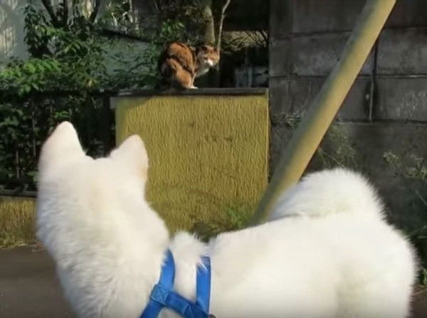 猫先輩に遭遇したワンコ