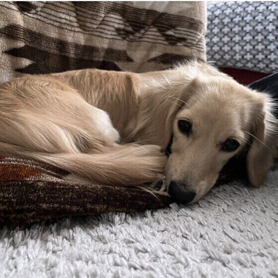 お布団の上で丸くなるミニチュア・ダックスフンド