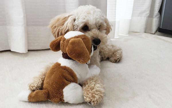 遊ぶトイ・プードル