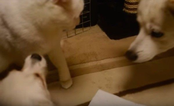 じゃれ合う犬と猫