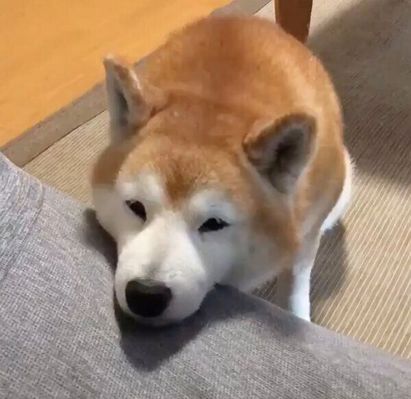 アゴ乗せするロペさん