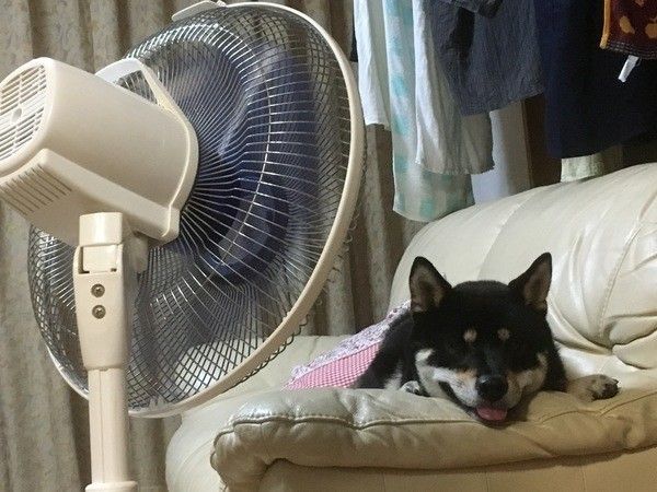 扇風機の前で涼むかんたくん♪