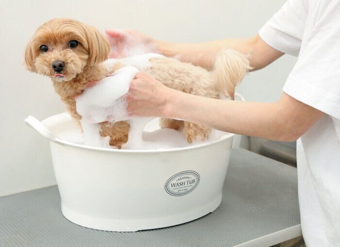シャンプー水で予洗い