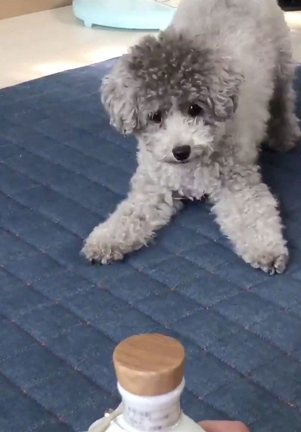 焼酎のビンを警戒するぴのちゃん