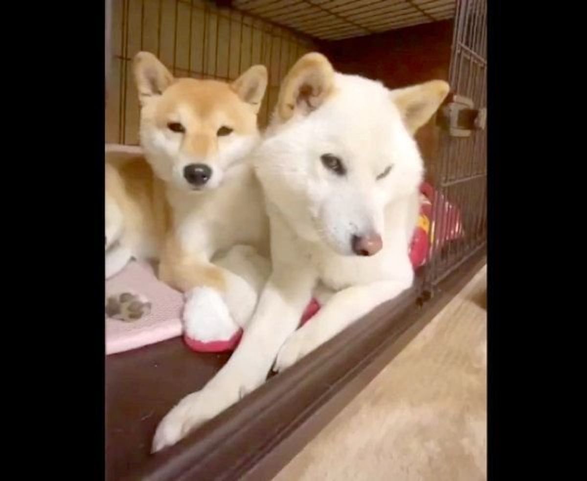 熟年夫婦のような空気感 柴犬夫婦の 倦怠期 の様子が可愛い いぬのきもちweb Magazine 熟年夫婦のような空気感 柴犬夫婦の 倦怠期 の様子が可愛い いぬのきもちweb Magazine