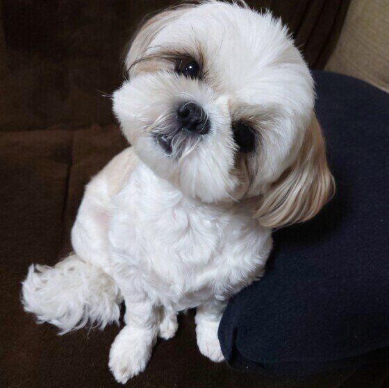 一生懸命話を聞くシーズーのあいちゃん