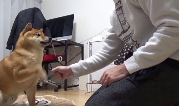 じゃんけんをする柴犬