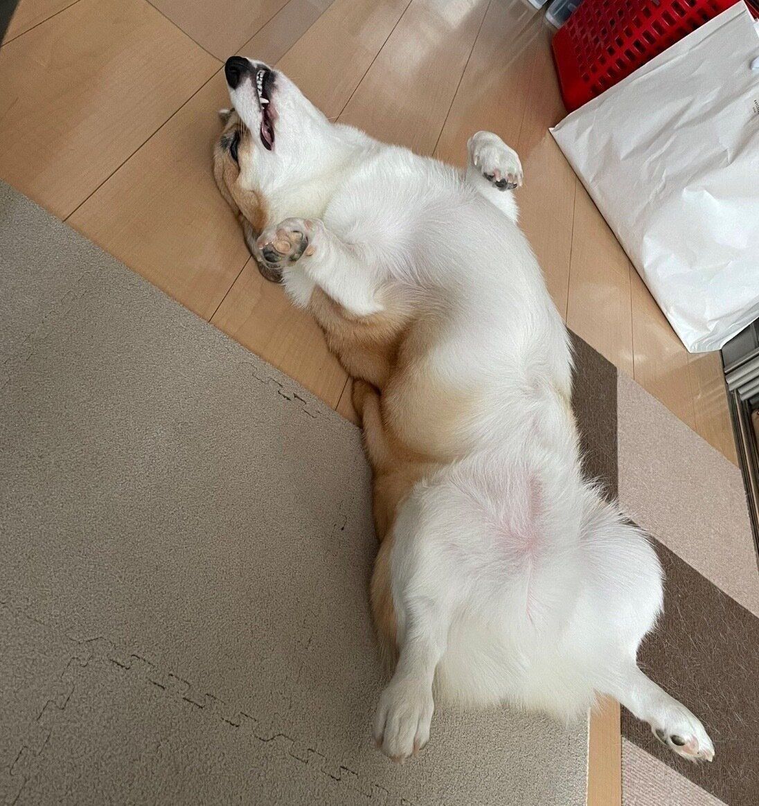 ヘソ天するRenくん