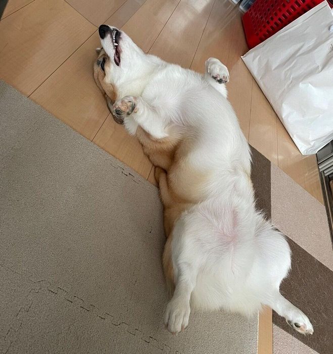 ヘソ天するRenくん