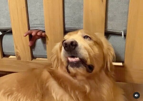 驚いたような表情で飼い主さんの手を見つめるモッシュくん