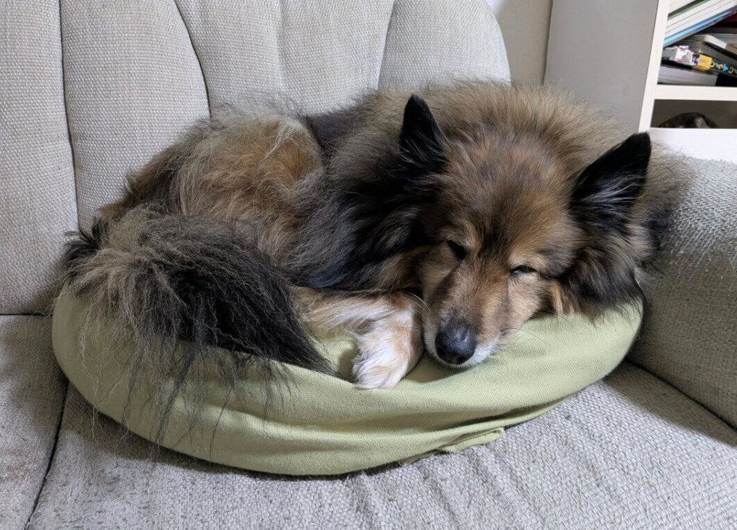 クッションに上手に収まるポン太郎くん