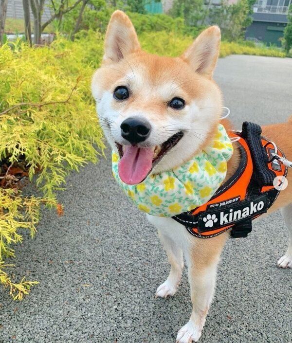 お散歩を楽しむきなこちゃん