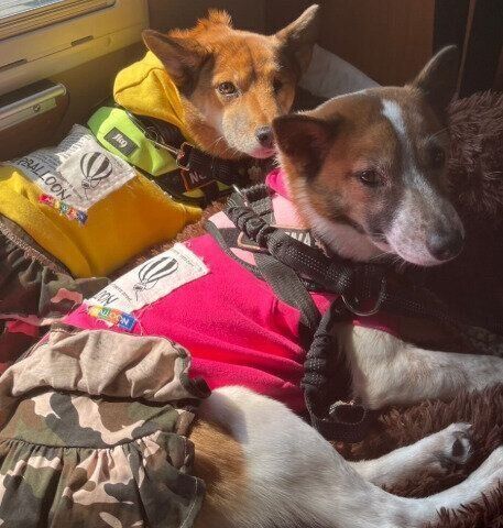 のんびりしている様子の2頭の犬