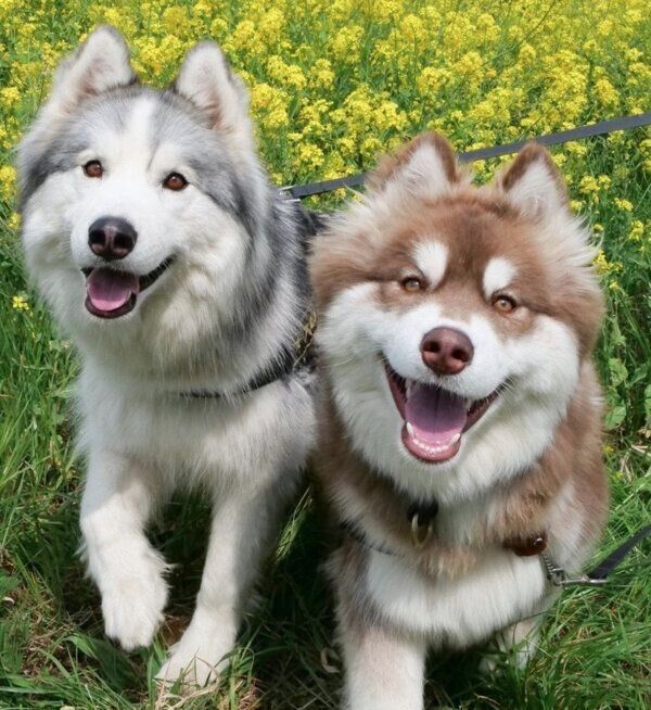 お出かけを楽しむアポロくん、コスモくん