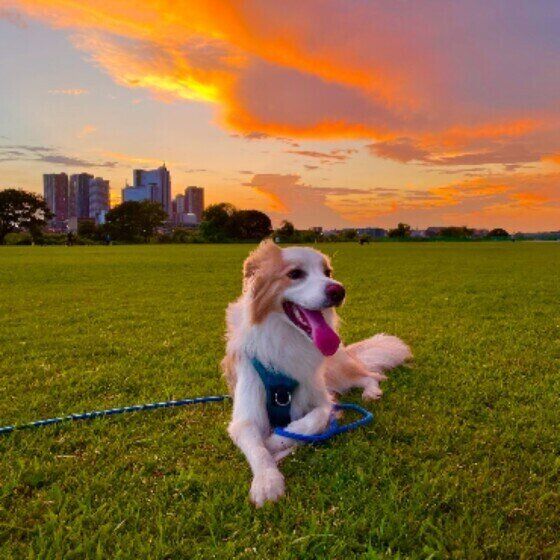 レプトスピラ症とは？混合ワクチンの接種で愛犬を感染症から守ろう いぬのきもち