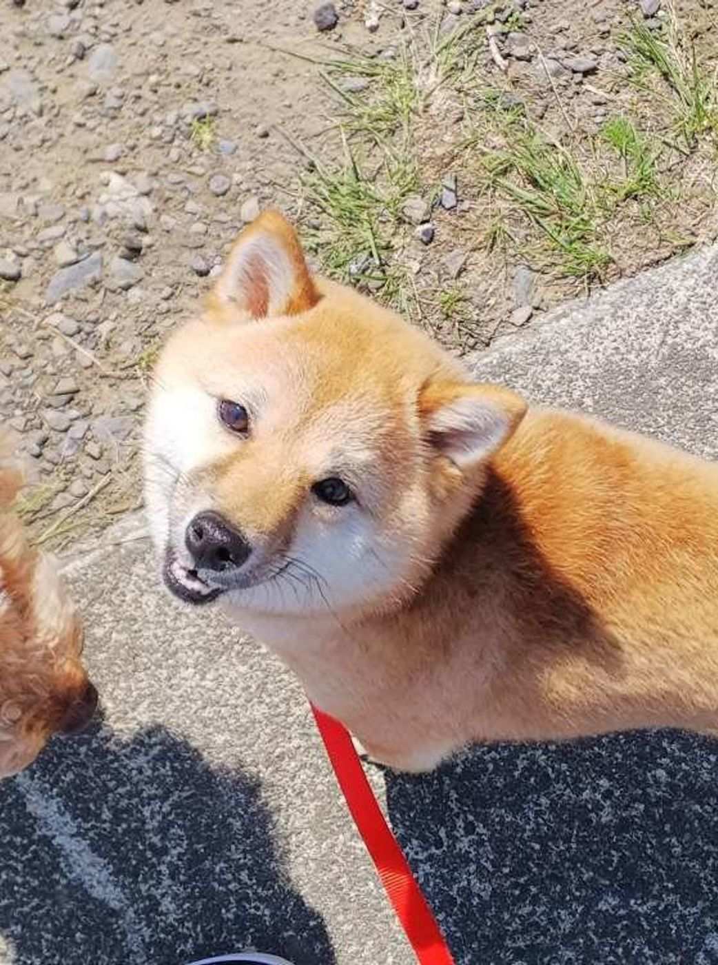 犬は症状を隠しがち 病気に気づくために 飼い主さんができること いぬのきもちweb Magazine 犬は症状を隠しがち 病気に気づくために 飼い主さんができること いぬのきもちweb Magazine