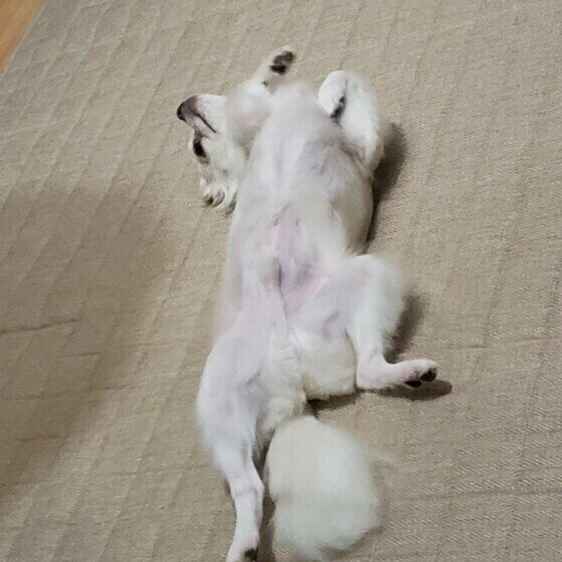 犬が ヘソ天 するのはなぜ 愛くるしいゴロ ン をご紹介 いぬのきもちweb Magazine 犬が ヘソ天 するのはなぜ 愛くるしいゴロ ン をご紹介 いぬのきもちweb Magazine