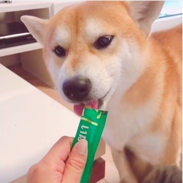 わんちゃん用ちゅ〜る