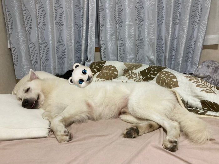 ダブルベッドで眠る飼い主さんとコアくん