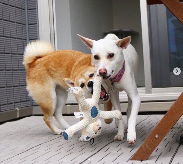 すずちゃんと先住犬のハルちゃん