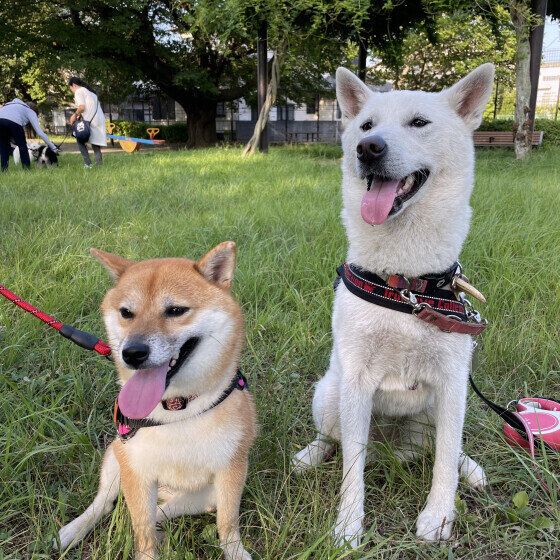 犬の幼稚園や保育園って何をするところ？ いぬのきもち