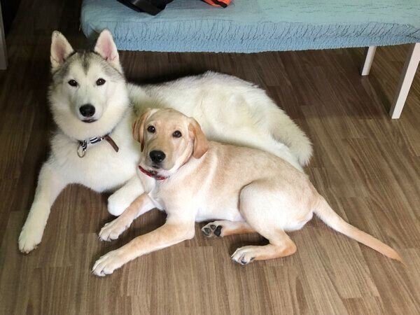 くっつくぷくちゃん、ゴンくん