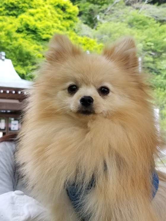 ポメラニアン